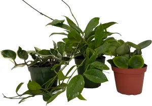Hoya Assortment - 3 Pack in 4" Pots