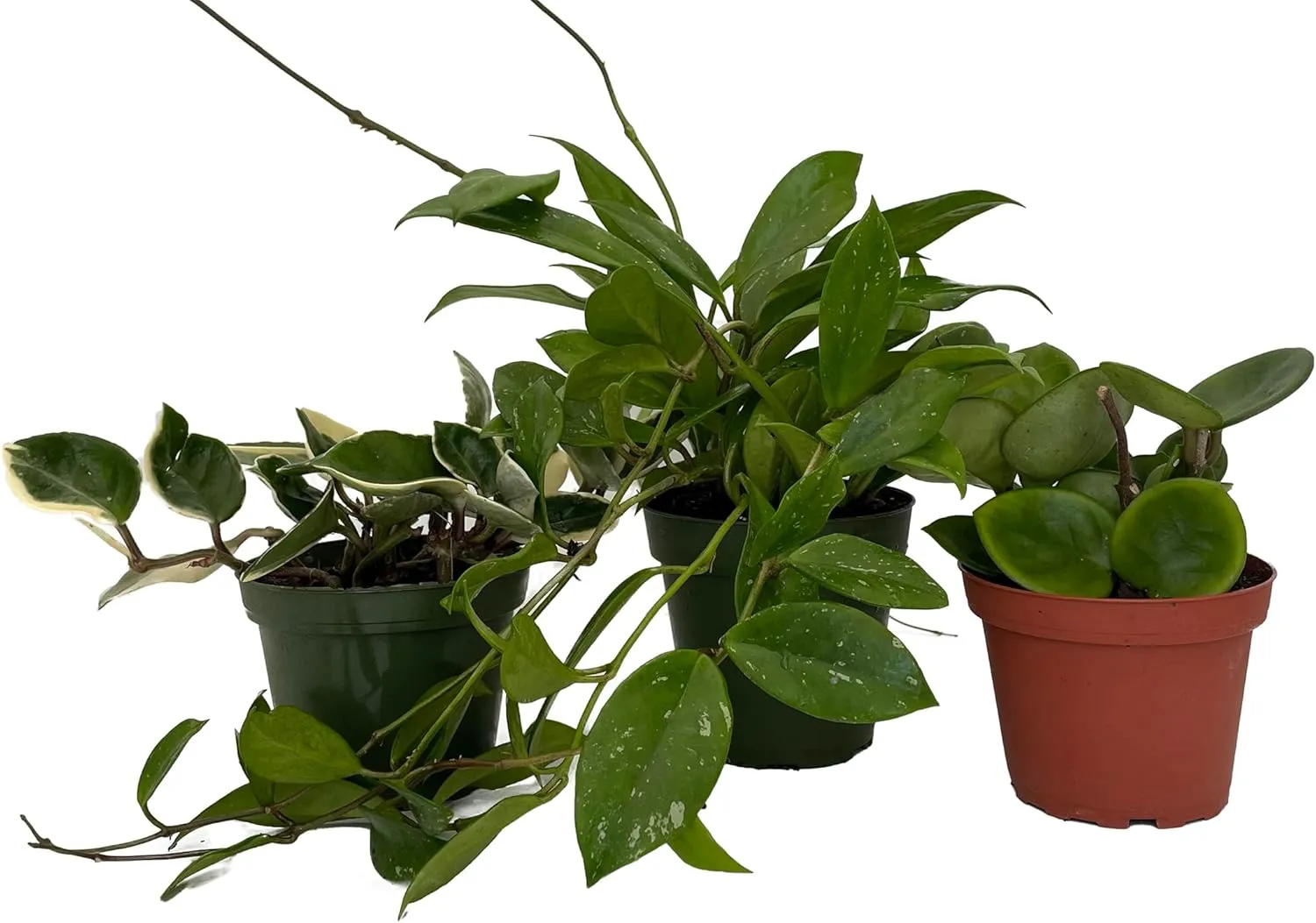 Hoya Assortment - 3 Pack in 4" Pots