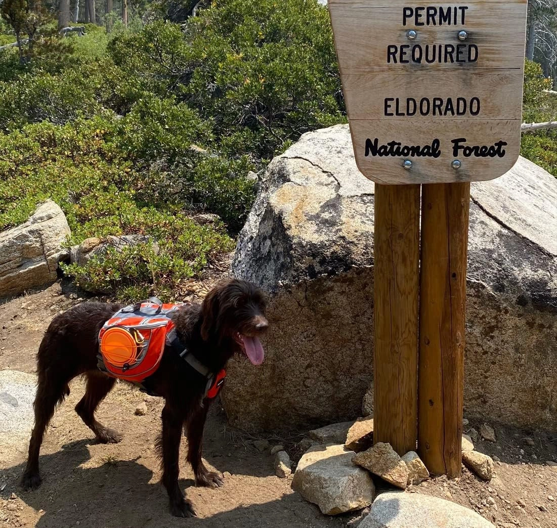 Saddlebag Back Pack & Harness Combo for Dogs 30-100  lbs. Perfect for Travel, Trail Hiking, & Camping. Reflective, Lightweight, & Comfortable. Comes with Two Collapsible Bowls (Medium, Blue)