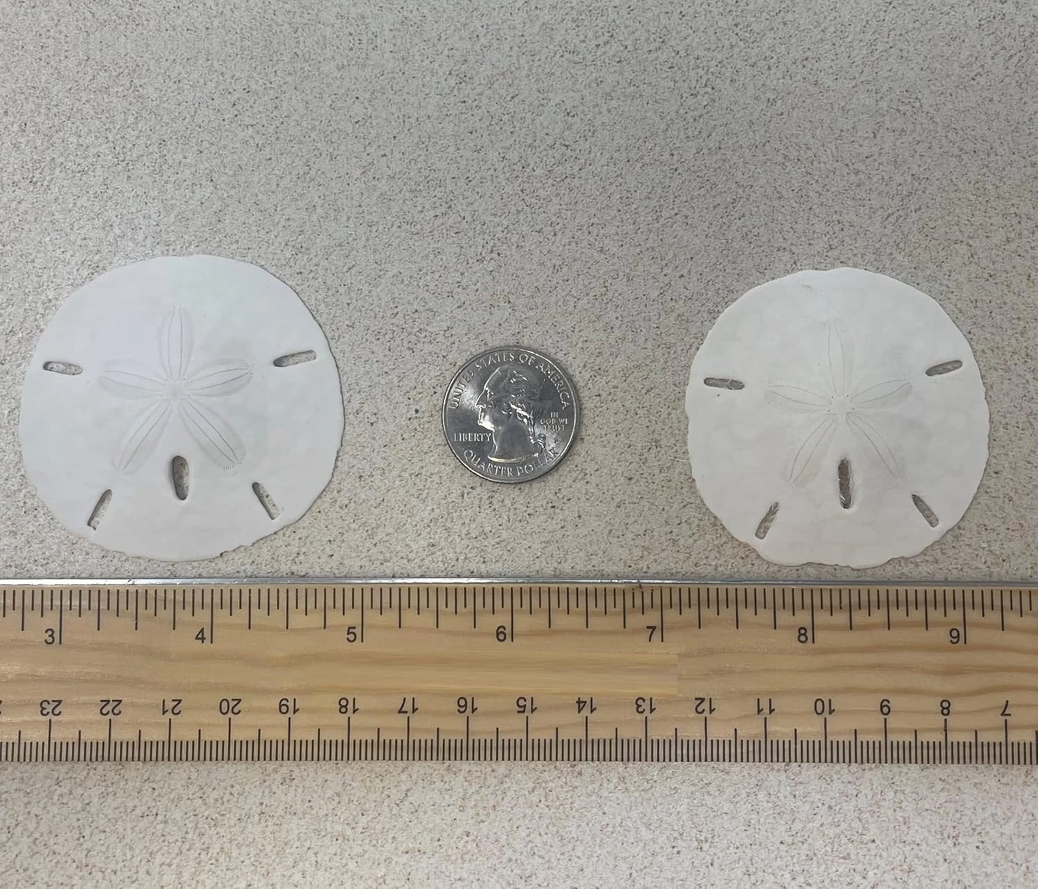 Tumbler Home White Sand Dollars 2" to 2.25" Set of 12 - Wedding Seashell Craft Sand Dollars- Hand Picked and Professionally Packed