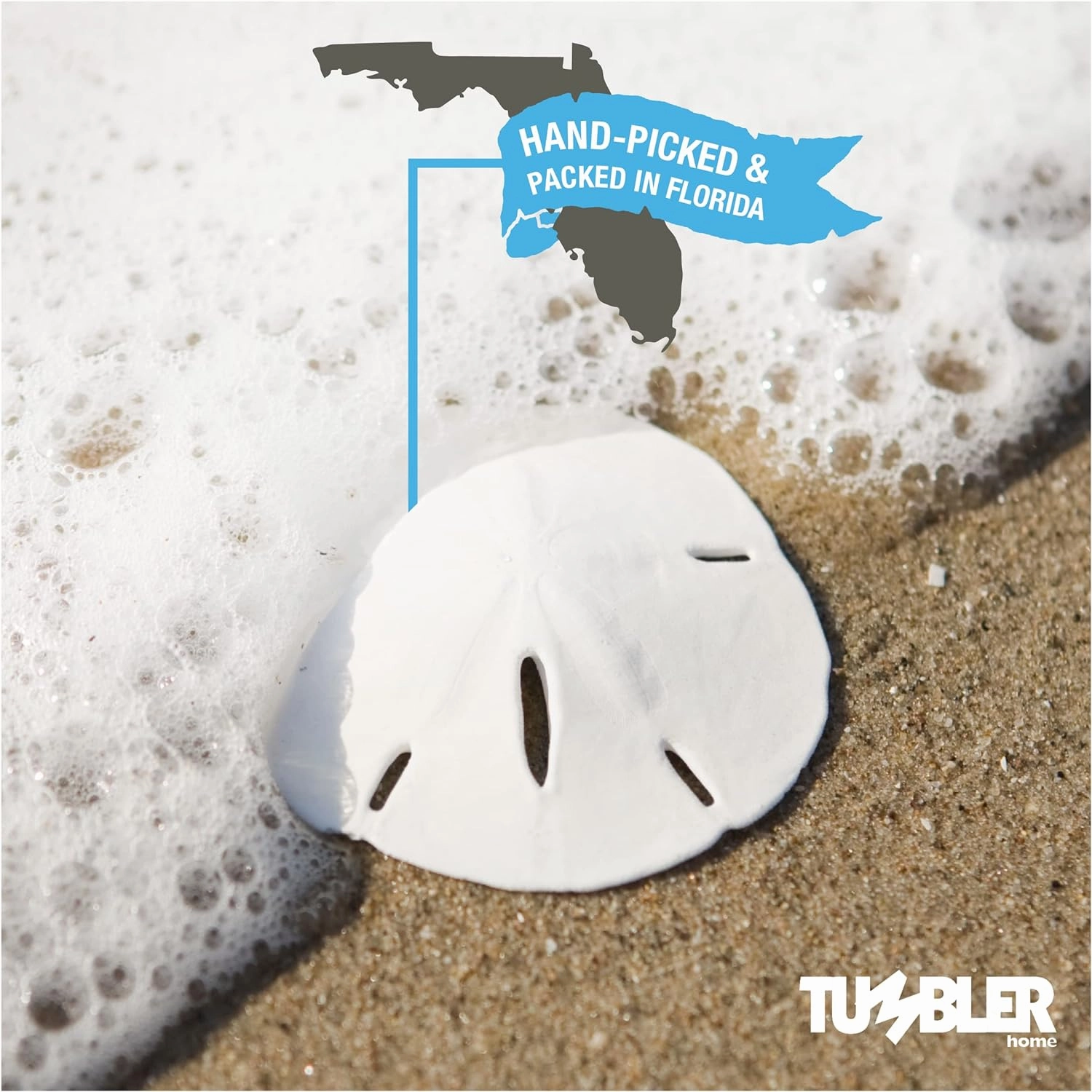 Tumbler Home White Sand Dollars 2" to 2.25" Set of 12 - Wedding Seashell Craft Sand Dollars- Hand Picked and Professionally Packed