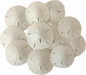 Tumbler Home White Sand Dollars 2" to 2.25" Set of 12 - Wedding Seashell Craft Sand Dollars- Hand Picked and Professionally Packed